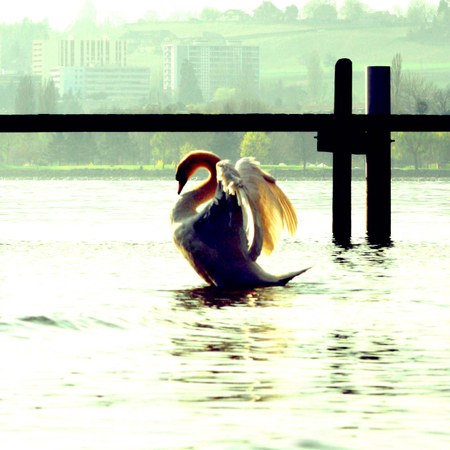 Ein Schwan auf dem Genfersee