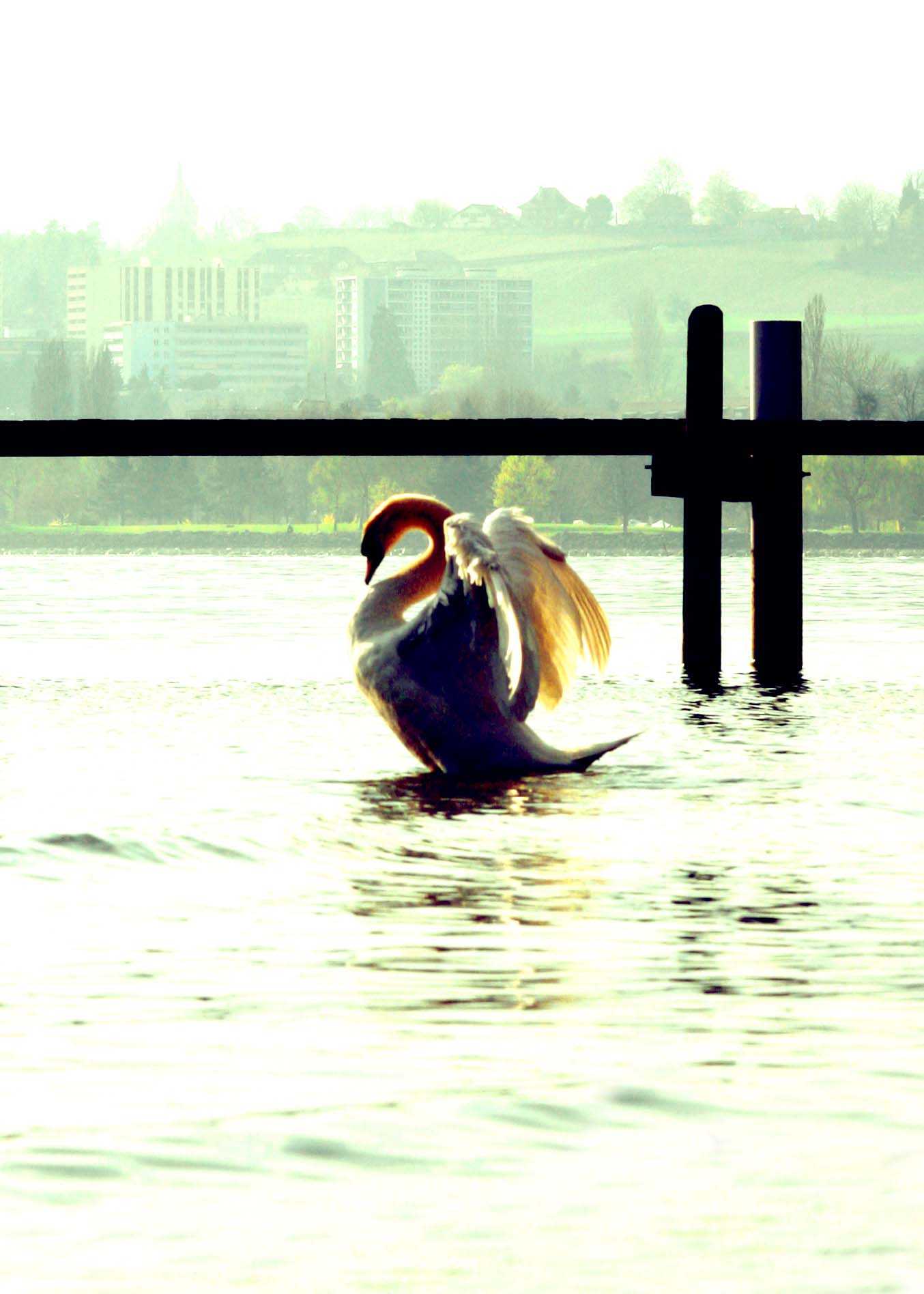 Ein Schwan auf dem Genfersee